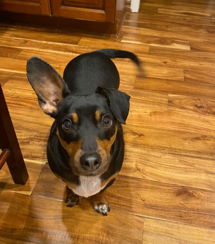 Chase the Wonder Dog